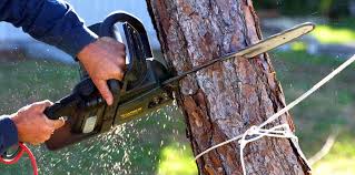 Why Choose Our Tree Removal Services in Lennox, SD?