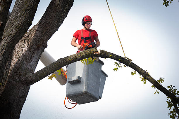 Best Storm Damage Tree Cleanup  in Lennox, SD